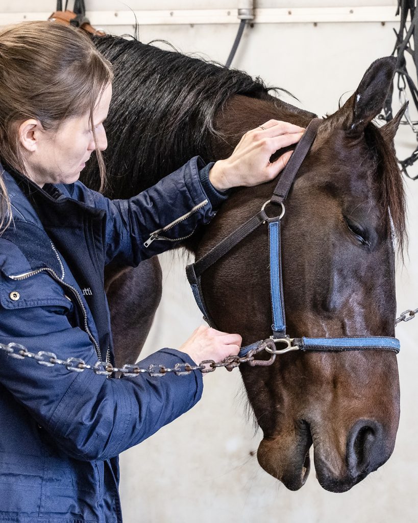 Ravihevosen fysioterapia, Johanna Janatuinen, Corazon Combo