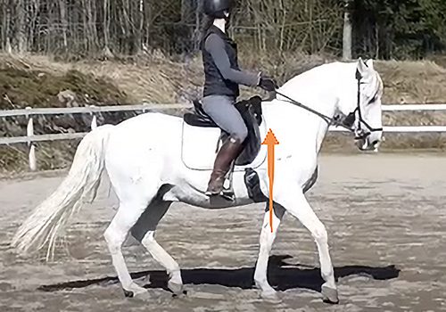 Hevosen rintakehän kannattajalihakset – avain etuosan keveyteen