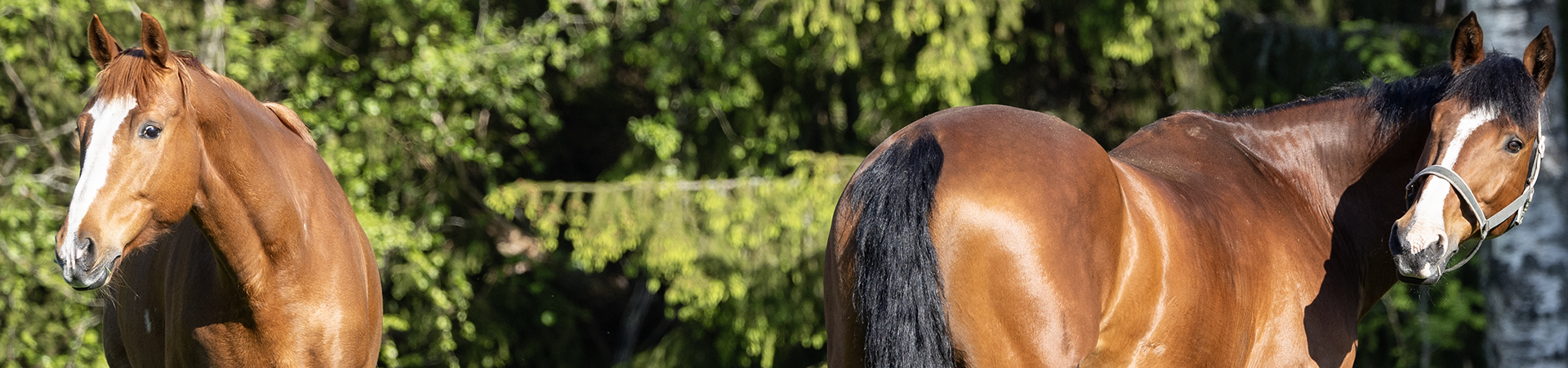 Tavoitteena hyvinvoiva hevonen 