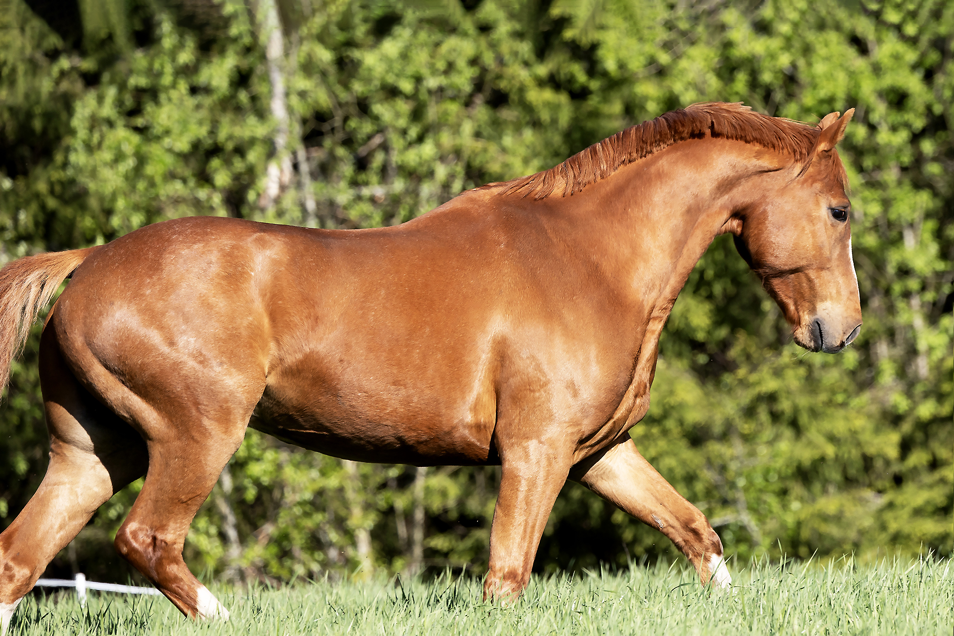 Fysio JJ – Tavoitteena hyvinvoiva hevonen