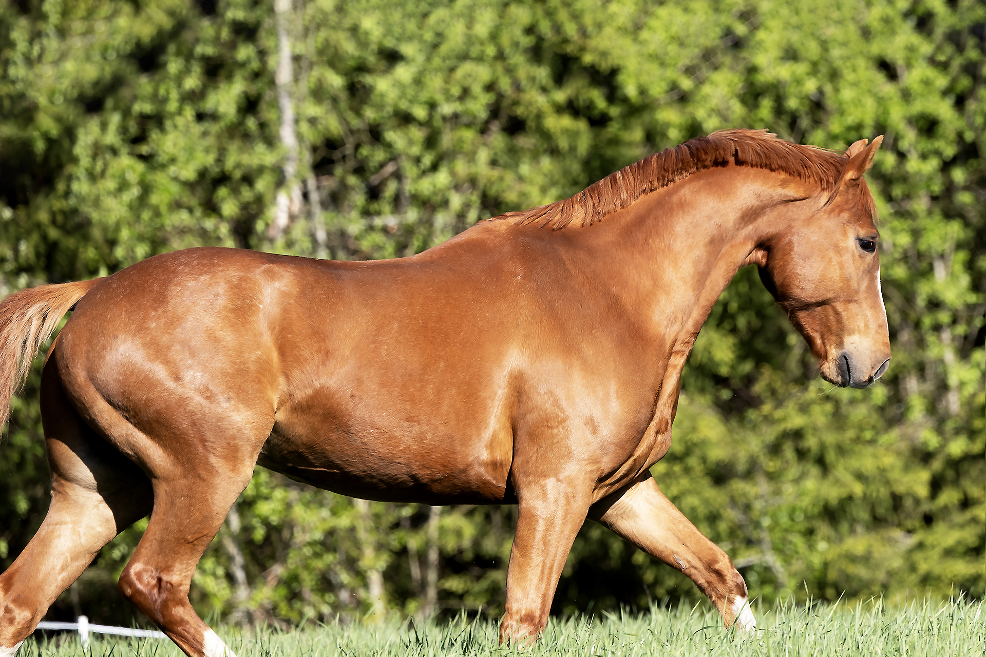 Fysio JJ &ndash; Tavoitteena hyvinvoiva hevonen